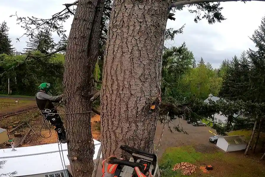 Reliable Tree Company in Everson, WA