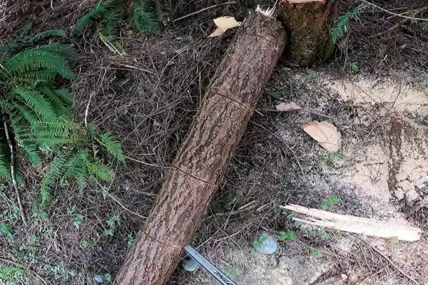 Tree Removal