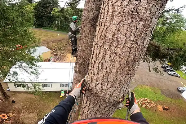Tree Trimming